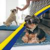 Muddy Mat® 4-Piece Atlantic Blue Medium 30″X19″ AS-SEEN-ON-TV Highly Absorbent Microfiber Door Mat, Bath Mat and Pet Rug, Non Slip Thick Washable, Soft Chenille for Kitchen Bedroom Indoor and Outdoor(Atlantic Blue)