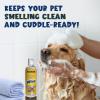 Muddy Mat® Wizz Pet Shampoo for Dogs & Cats – Aloe Vera & Oatmeal Dog Shampoo for Itchy Skin Relief, Smelly Dogs & Sensitive Coats – Natural, Alcohol & Paraben Free – Puppy Shampoo, 17 oz