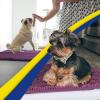 Muddy Mat® Pack of 5 Absorbent Microfiber Door Mat and Pet Rug Non Slip Thick Washable Area and Bath Mat Soft Chenille for Kitchen Bathroom Bedroom Indoor and Outdoor – Dark Purple (Sizes S to XXL)