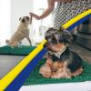 Muddy Mat® Pack of 5 Absorbent Microfiber Door Mat and Pet Rug Non Slip Thick Washable Area and Bath Mat Soft Chenille for Kitchen Bathroom Bedroom Indoor and Outdoor – Dark Green (Sizes S to XXL)