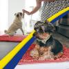 Muddy Mat® Pack of 5 Highly Absorbent Microfiber Door Mat and Pet Rug Non Slip Thick Washable Area and Bath Mat Soft Chenille for Kitchen Bathroom Bedroom Indoor and Outdoor – (Sizes S to XXL)