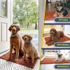 Muddy Mat® Pack of 5 Highly Absorbent Microfiber Door Mat and Pet Rug Non Slip Thick Washable Area and Bath Mat Soft Chenille for Kitchen Bathroom Bedroom Indoor and Outdoor – Orange (Sizes S to XXL)