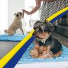 Muddy Mat® | Super Absorbent Door Mat Indoor, Microfiber Quick Dry Chenille Entryway Rug, Non-Slip Front Door Mat, Indoor Mats for Entryway, Machine Washable Pet Rug, Navy Blue 28″x18″(Sky Blue)