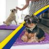Muddy Mat® | Super Absorbent Door Mat Indoor, Microfiber Quick Dry Chenille Entryway Rug, Non-Slip Front Door Mat, Indoor Mats for Entryway, Machine Washable Pet Rug, Navy Blue 28″x18″(Purple)