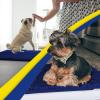 Muddy Mat® | Super Absorbent Door Mat Indoor, Microfiber Quick Dry Chenille Entryway Rug, Non-Slip Front Door Mat, Indoor Mats for Entryway, Machine Washable Pet Rug, Navy Blue 28″x18″(Navy Blue)