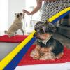 Muddy Mat® | Super Absorbent Door Mat Indoor, Microfiber Quick Dry Chenille Entryway Rug, Non-Slip Front Door Mat, Indoor Mats for Entryway, Machine Washable Pet Rug, Navy Blue 28″x18″(Red)