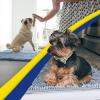 Muddy Mat® | Super Absorbent Door Mat Indoor, Microfiber Quick Dry Chenille Entryway Rug, Non-Slip Front Door Mat, Indoor Mats for Entryway, Machine Washable Pet Rug, Navy Blue 28″x18″(Baby Blue)