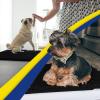 Muddy Mat® | Super Absorbent Door Mat Indoor, Microfiber Quick Dry Chenille Entryway Rug, Non-Slip Front Door Mat, Indoor Mats for Entryway, Machine Washable Pet Rug, Navy Blue 28″x18″(Black)