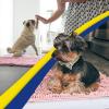 Muddy Mat® | Super Absorbent Door Mat Indoor, Microfiber Quick Dry Chenille Entryway Rug, Non-Slip Front Door Mat, Indoor Mats for Entryway, Machine Washable Pet Rug, Navy Blue 28″x18″(Light Pink)