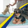 Muddy Mat® | Super Absorbent Door Mat Indoor, Microfiber Quick Dry Chenille Entryway Rug, Non-Slip Front Door Mat, Indoor Mats for Entryway, Machine Washable Pet Rug, Navy Blue 28″x18″(Seafoam Green)