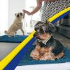 Muddy Mat® | Super Absorbent Door Mat Indoor, Microfiber Quick Dry Chenille Entryway Rug, Non-Slip Front Door Mat, Indoor Mats for Entryway, Machine Washable Pet Rug, Navy Blue 28″x18″(Atlantic Blue)