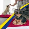Muddy Mat® Pack of 5 Highly Absorbent Microfiber Door Mat and Pet Rug Non Slip Thick Washable Area and Bath Mat Soft Chenille for Kitchen Bathroom Bedroom Indoor and Outdoor – Maroon (Sizes S to XXL)