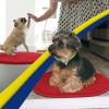 Muddy Mat® Shown on TV – Super Absorbent Microfiber Dog Door Mat for Muddy Paws,Non-Slip Washable Pet Rug,Quick Dry Chenille Entryway Carpet,Machine Washable, AtlanticBlue Oval 3ft x 5ft(Red)