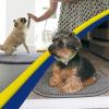Muddy Mat® Shown on TV – Super Absorbent Microfiber Dog Door Mat for Muddy Paws,Non-Slip Washable Pet Rug,Quick Dry Chenille Entryway Carpet,Machine Washable, AtlanticBlue Oval 3ft x 5ft(Grey)
