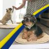 Muddy Mat® Shown on TV – Super Absorbent Microfiber Dog Door Mat for Muddy Paws,Non-Slip Washable Pet Rug,Quick Dry Chenille Entryway Carpet,Machine Washable, AtlanticBlue Oval 3ft x 5ft(Beige)
