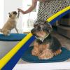 Muddy Mat® Shown on TV – Super Absorbent Microfiber Dog Door Mat for Muddy Paws,Non-Slip Washable Pet Rug,Quick Dry Chenille Entryway Carpet,Machine Washable, AtlanticBlue Oval 3ft x 5ft(Atlantic Blue)