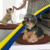 Muddy Mat® Shown on TV – Super Absorbent Microfiber Dog Door Mat for Muddy Paws,Non-Slip Washable Pet Rug,Quick Dry Chenille Entryway Carpet,Machine Washable, AtlanticBlue Oval 3ft x 5ft(Chocolate Brown)