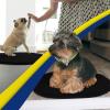 Muddy Mat® Shown on TV – Super Absorbent Microfiber Dog Door Mat for Muddy Paws,Non-Slip Washable Pet Rug,Quick Dry Chenille Entryway Carpet,Machine Washable, AtlanticBlue Oval 3ft x 5ft(Black)