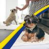 Muddy Mat 2-Piece Set AS-SEEN-ON-TV Highly Absorbent Microfiber Dog Door Mat and Pet Rug, Non Slip Thick Washable Area Mat Soft Chenille for Kitchen Bathroom Bedroom and Outdoor- White Small & Medium